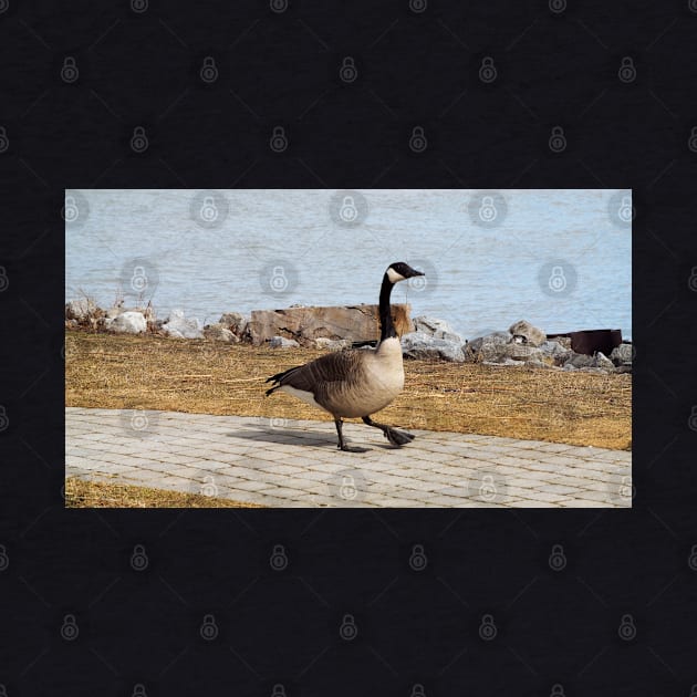 Canada Goose Walking On The Sidewalk by BackyardBirder